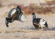 Birkhahnbalz - Black Grouse Courtship